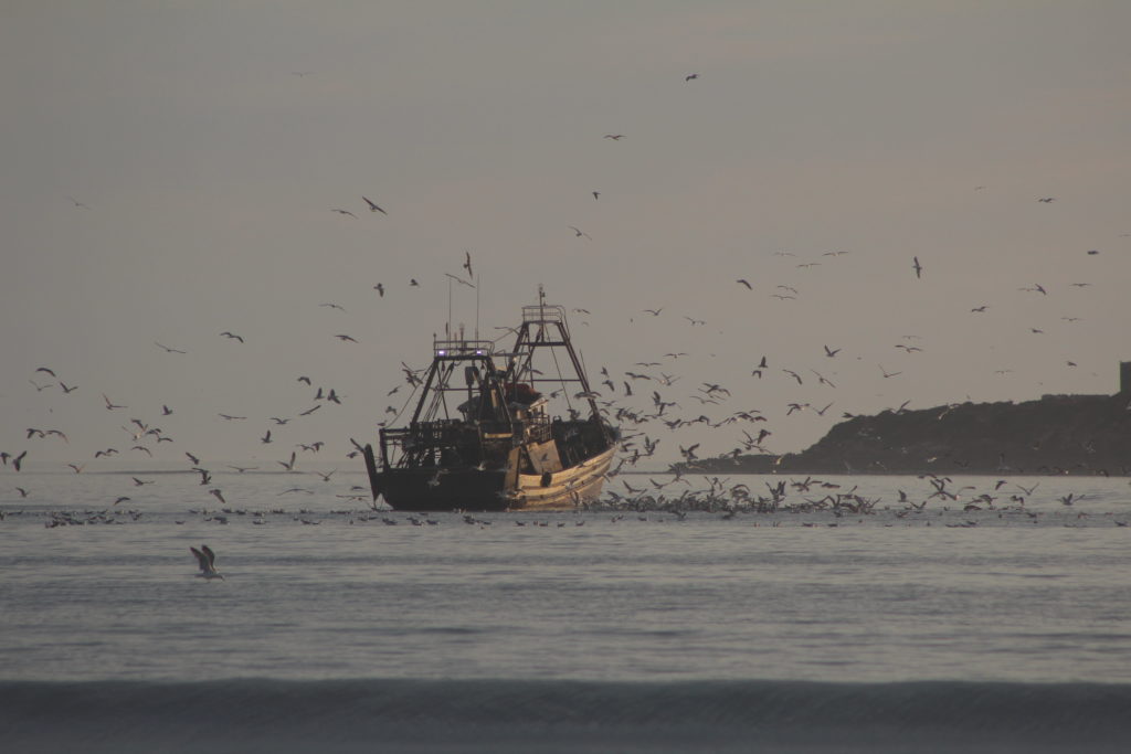 The most wanted activities in Essaouira